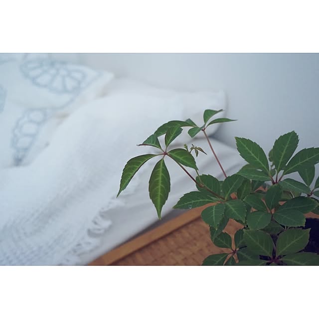 Lily.Kさんの実例写真