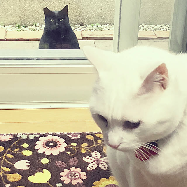 tekokaasanさんの実例写真
