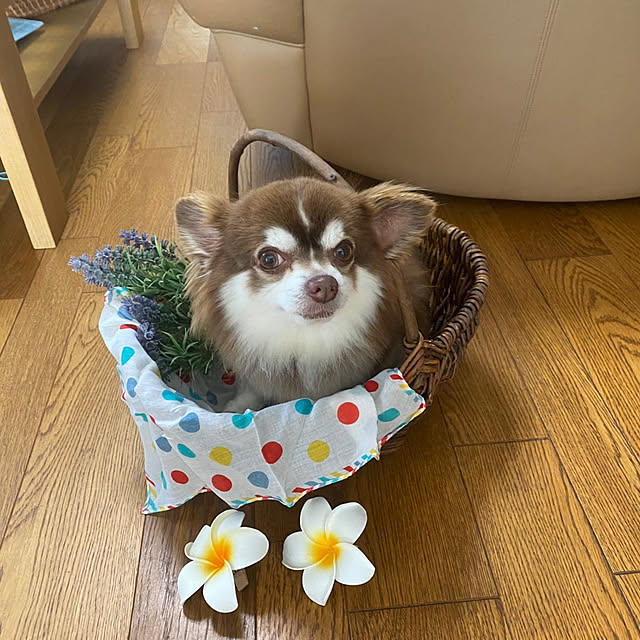 chIoeさんの部屋