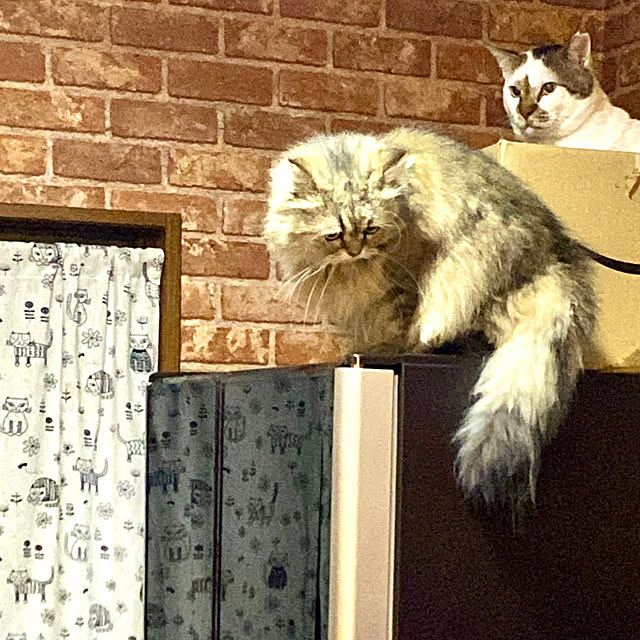 butachanさんの実例写真