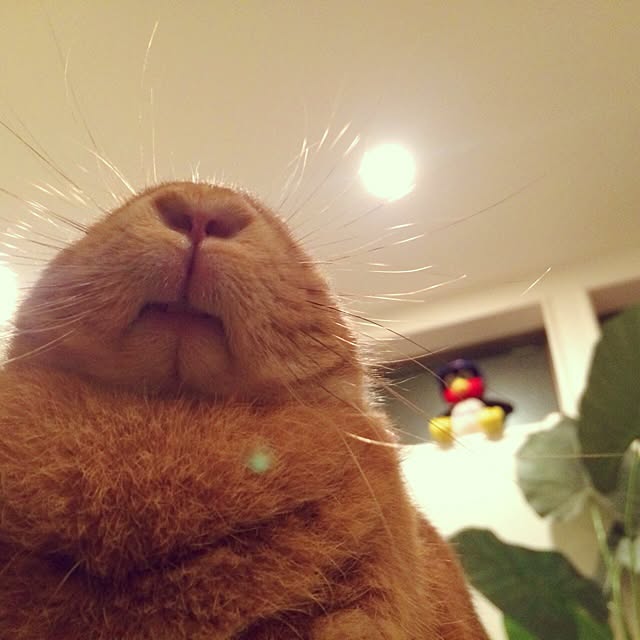 inazaurusuさんの実例写真