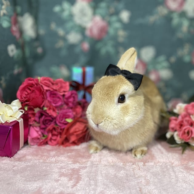 aiさんの実例写真
