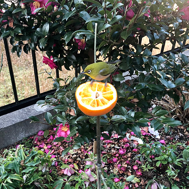 mutsuさんの実例写真