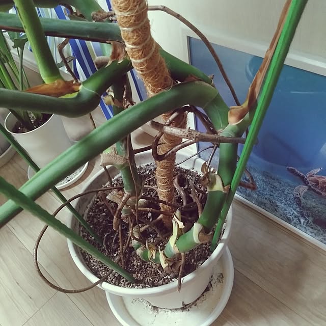 NAOKIさんの部屋