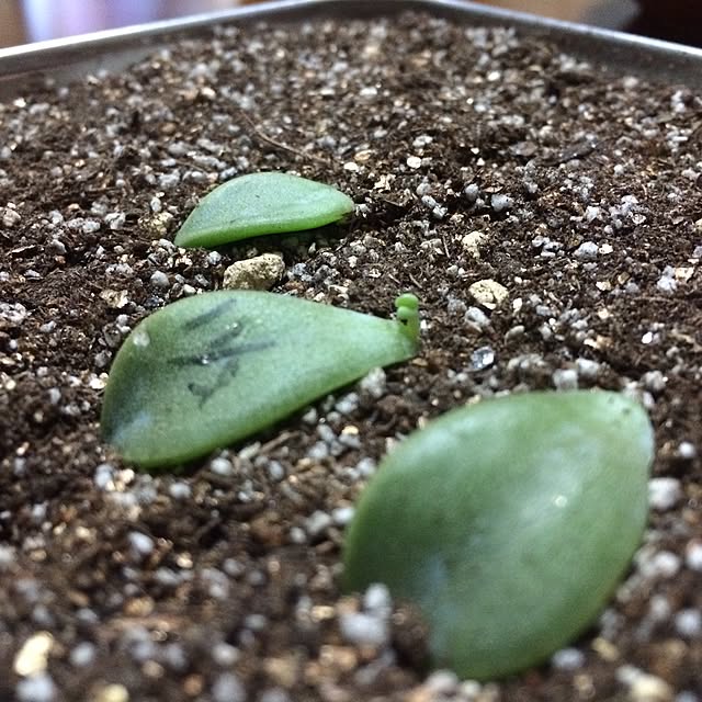 部屋全体/緑のある暮らし/植物/葉挿し/多肉植物のインテリア実例 - 2016-05-31 03:46:25
