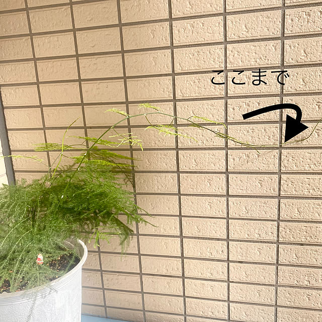 YuuKoさんの実例写真