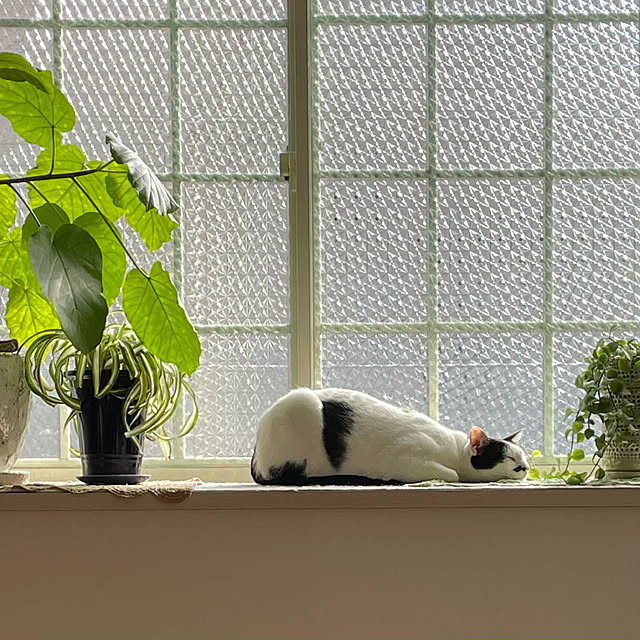 nobikoさんの実例写真