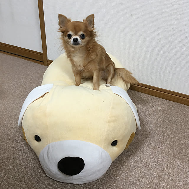koroさんの実例写真
