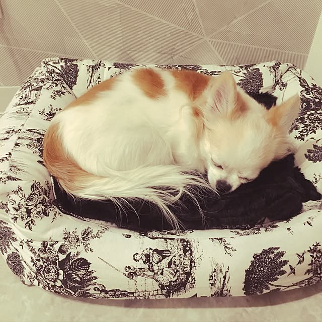 anchovyさんの実例写真
