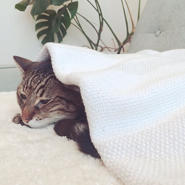 lovecatさんの実例写真