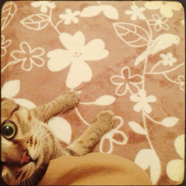 momoさんの実例写真