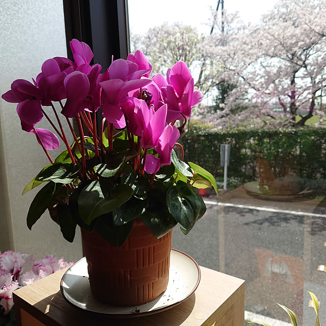 実例写真