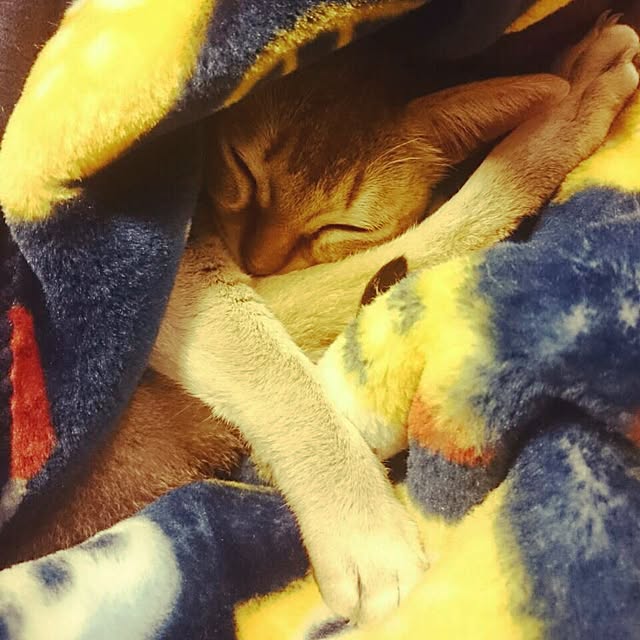 Jcさんの実例写真