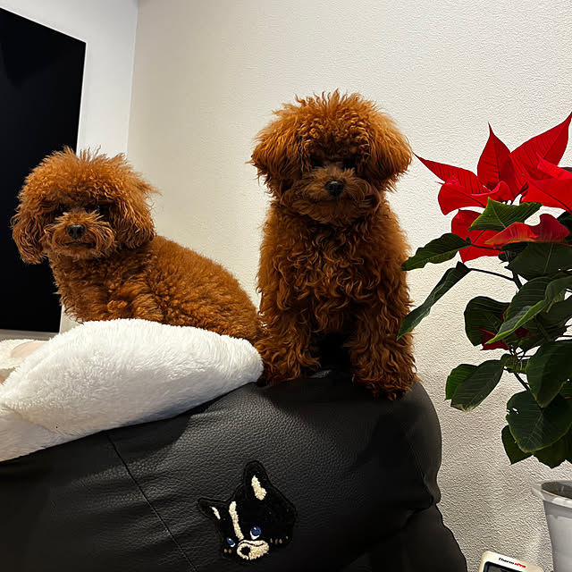 bonjiri0824さんの実例写真