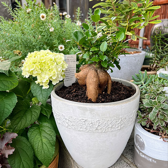 mohhaさんの実例写真