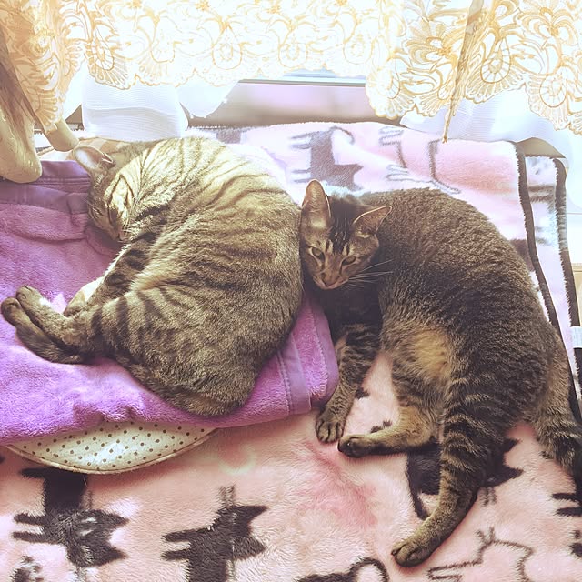 kyoさんの実例写真