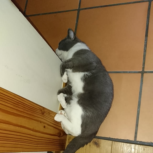キッチン/ねこのいる日常/ブリティッシュショートヘアのインテリア実例 - 2019-08-20 22:36:25