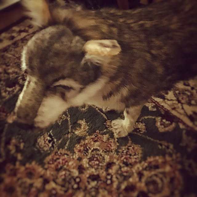 koneさんの実例写真