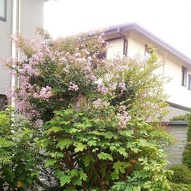 Tomopさんの実例写真