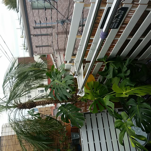 kochiouraneriさんの実例写真
