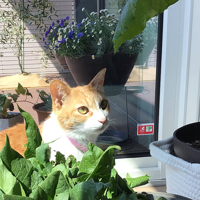 houenさんの実例写真