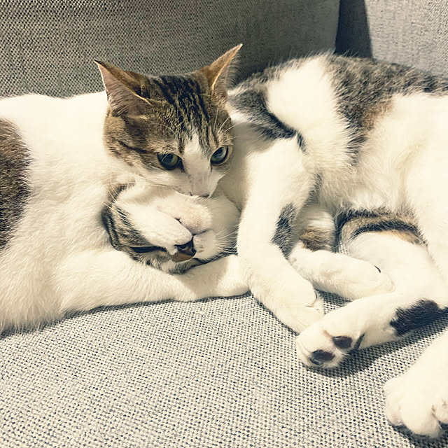 misacho.4さんの実例写真