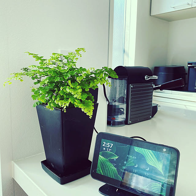 観葉植物/キッチンのインテリア実例 - 2020-05-18 16:08:21