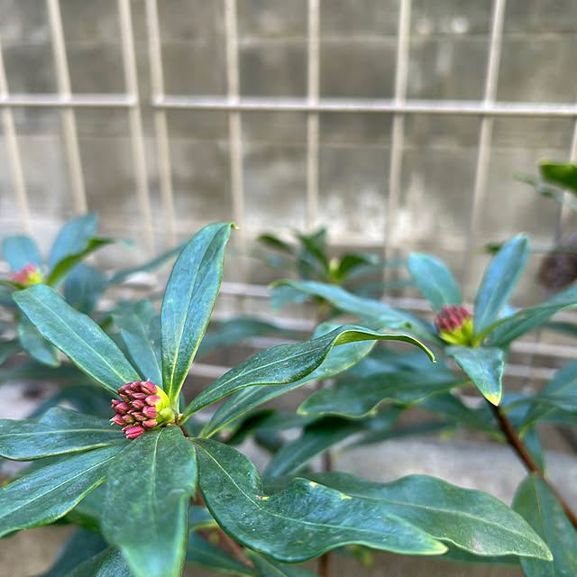 hatsugaさんの部屋