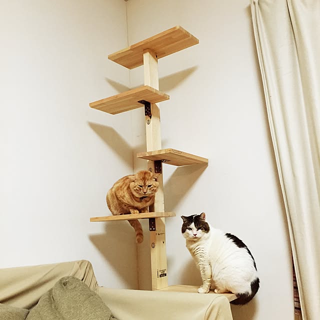 chiimalさんの実例写真