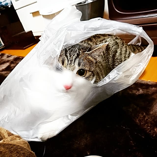 kiraさんの実例写真