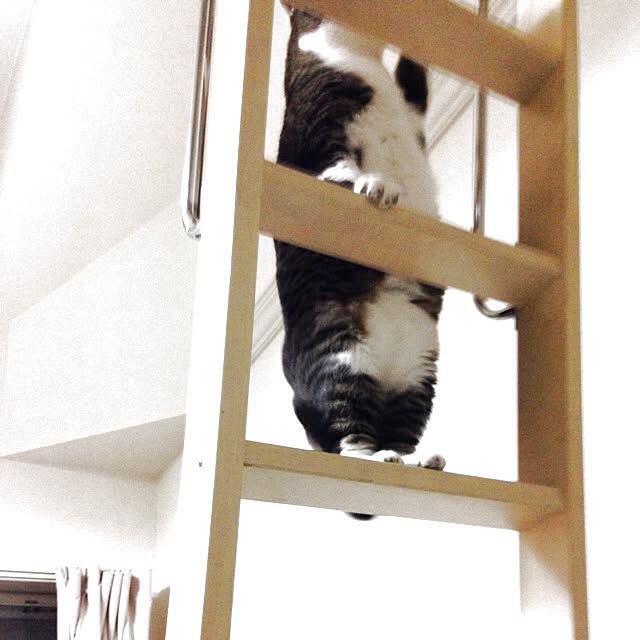 piyopicoさんの実例写真