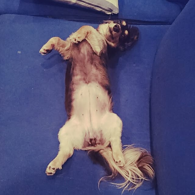 cocosorasakuさんの実例写真
