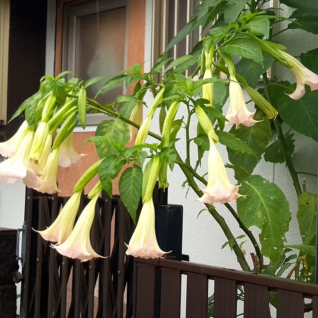 Yoshietanka3492さんの実例写真