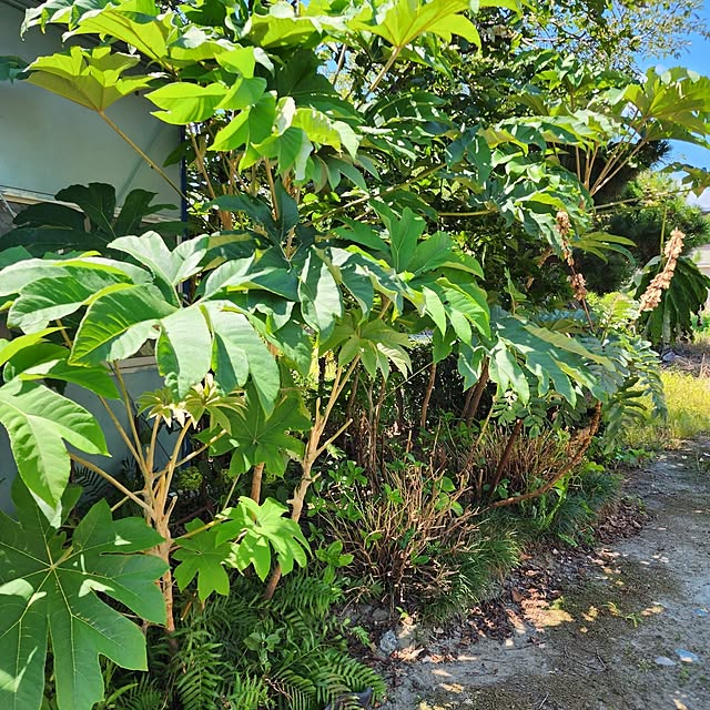GreenHomeさんの部屋