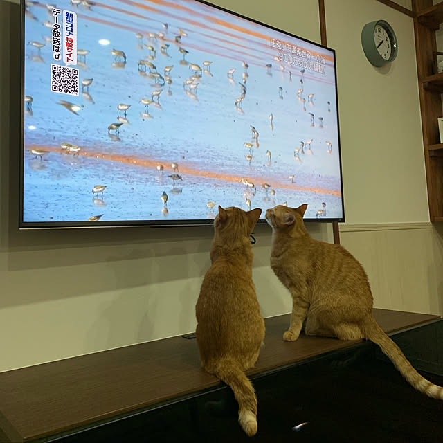 mikeume7さんの実例写真