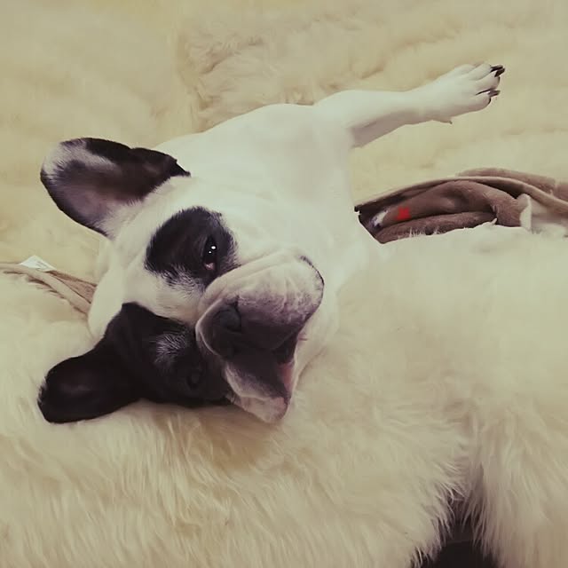 panchobiさんの実例写真