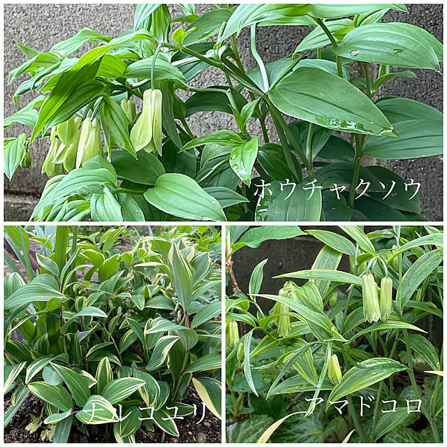 nobikoさんの部屋