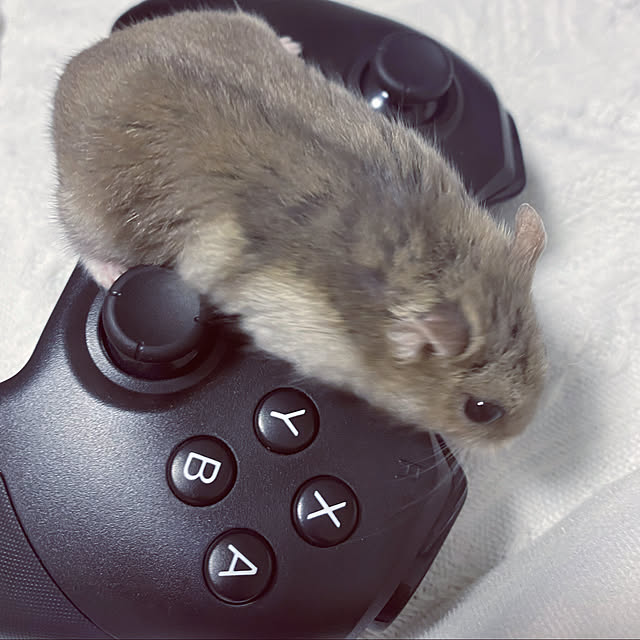 monさんの実例写真