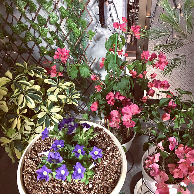 yuko25さんの実例写真