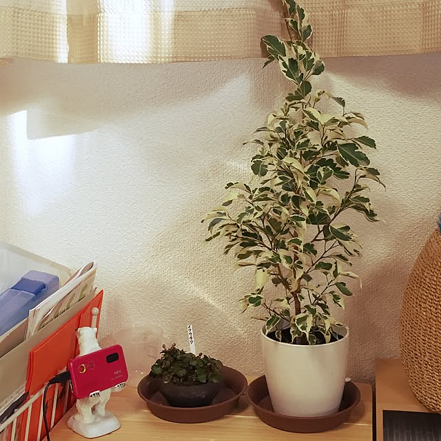 棚/植物/観葉植物のインテリア実例 - 2015-02-17 15:57:01