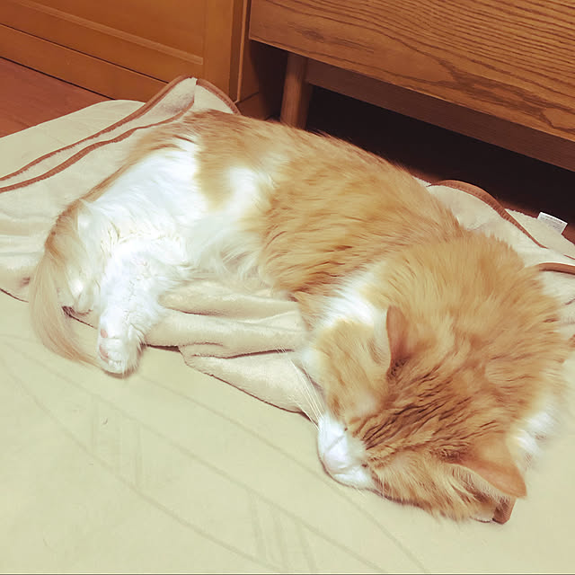 uchidaizuさんの実例写真