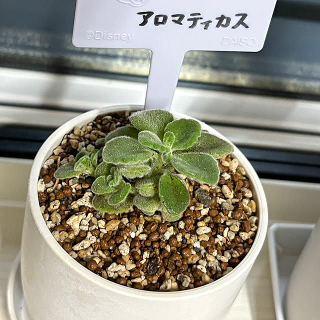 tasoさんの実例写真