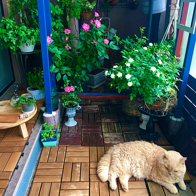 naokoさんの部屋