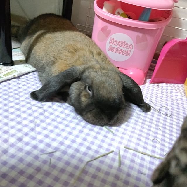 mariaさんの部屋