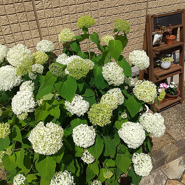 naoさんの実例写真