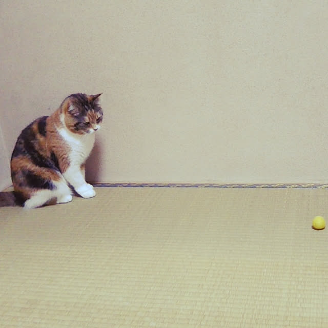 yukieさんの実例写真