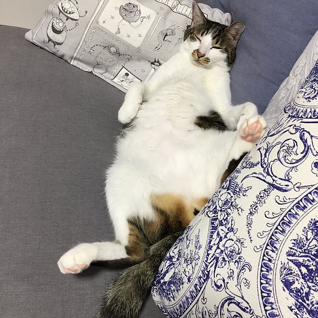 yuchiさんの実例写真