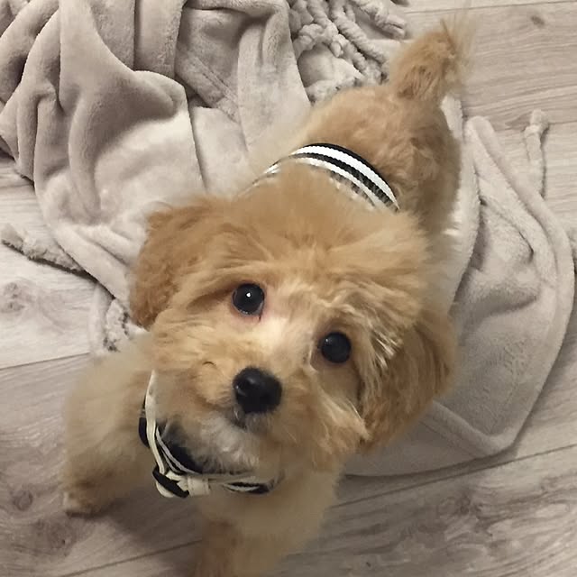 odennさんの実例写真