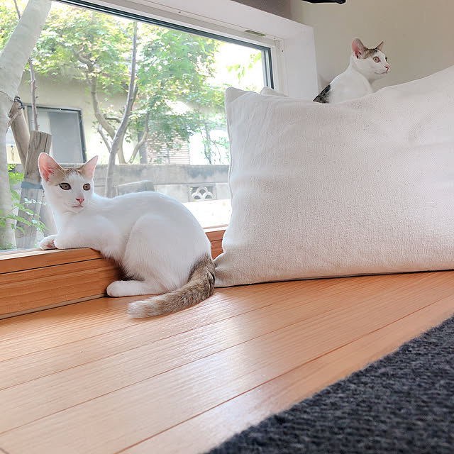 yumiさんの実例写真