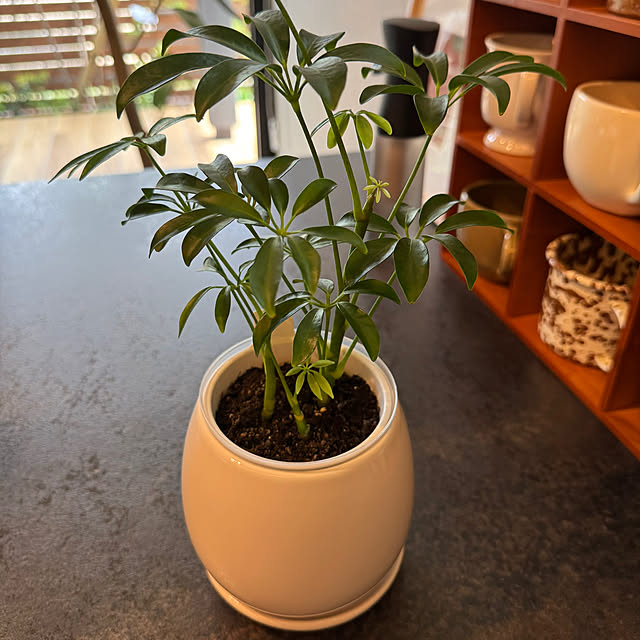 Minaさんの部屋